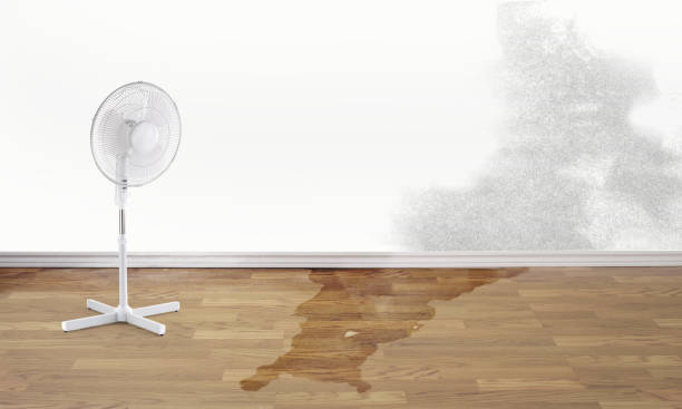 Best Flood damage cleanup  in Charleroi, PA